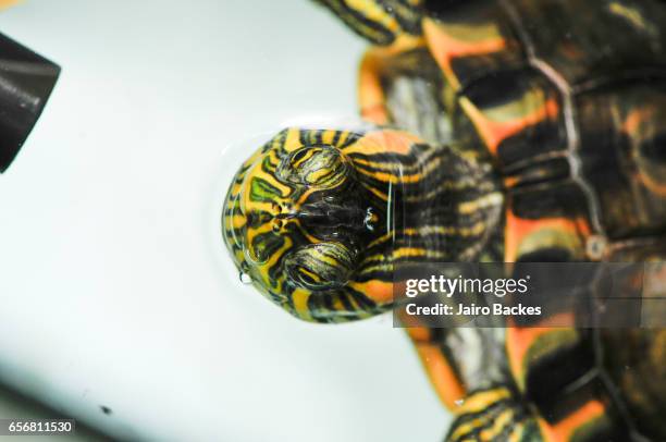 turtle - tartaruga stock pictures, royalty-free photos & images