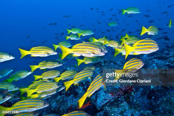 the underwater world of the cocos islands. - fish on line stock pictures, royalty-free photos & images