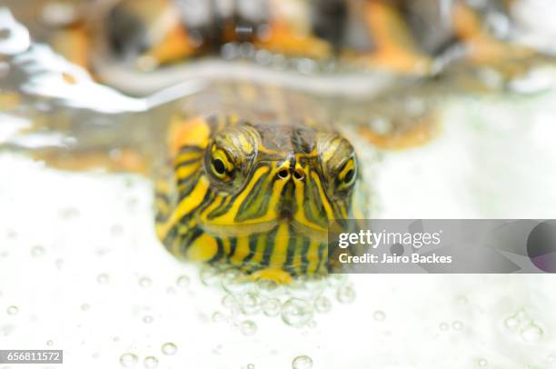 turtle - tartaruga stock pictures, royalty-free photos & images