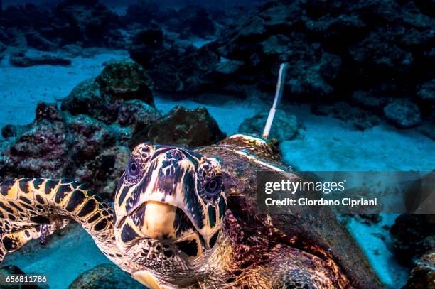 the underwater world of the cocos islands. - cocos island stock-fotos und bilder