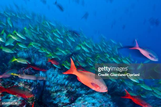 the underwater world of the cocos islands. - lutjanus kasmira stock pictures, royalty-free photos & images