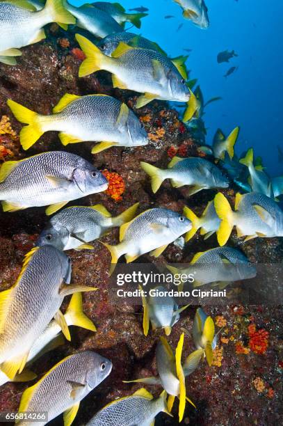 the underwater world of the cocos islands. - cocos island stock-fotos und bilder