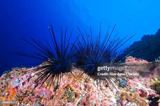 the underwater world of the cocos islands. - sea urchin stockfoto's en -beelden