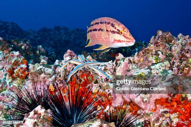 the underwater world of the cocos islands. - cocos island costa rica 個照片及圖片檔