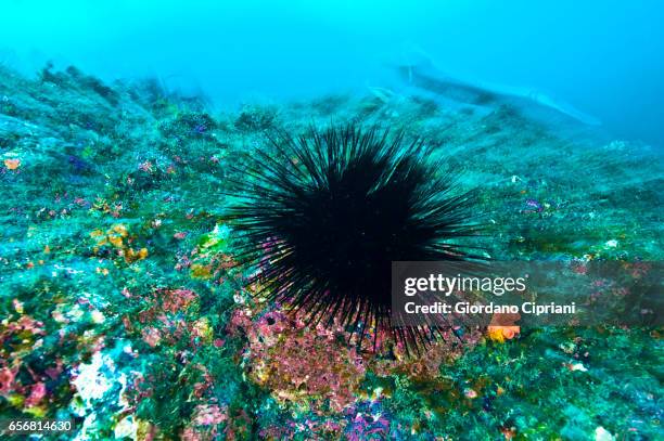 the underwater world of the cocos islands. - sea urchin stock pictures, royalty-free photos & images