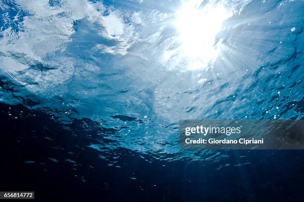 the underwater world of the cocos islands. - onder water stockfoto's en -beelden