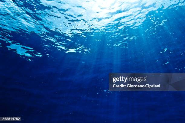 the underwater world of the cocos islands. - 水中 ストックフォトと画像