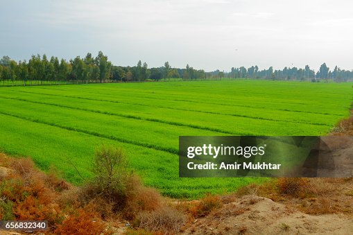 Rice Fields (Paddy Fields) Rice Fields (Paddy Fields)