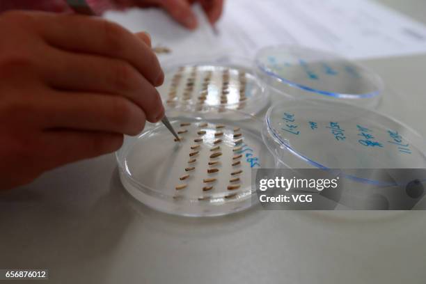 Chinese researcher puts plant seeds into a petri dish at the Southwest China Germplasm Bank of Wild Species established by Kunming Institute of...