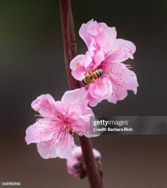 honey bee pollinating pink peach blossom - peach blossom stock pictures, royalty-free photos & images