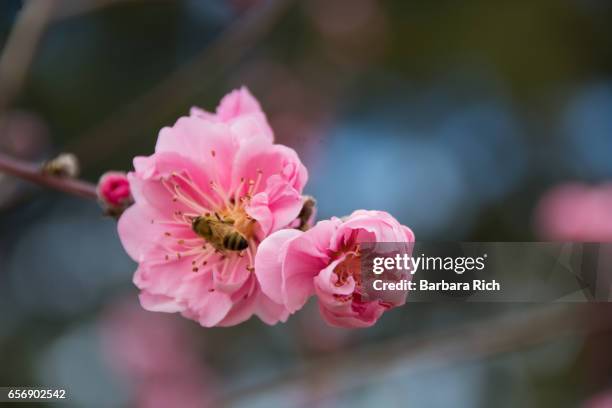 honey bee pollinating double pink peach blossom - peach blossom stock pictures, royalty-free photos & images