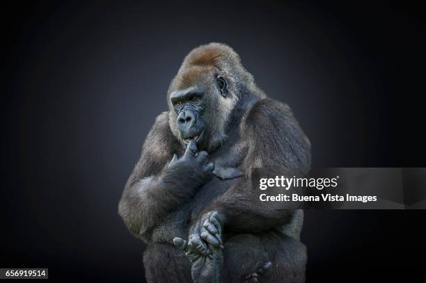 studio photograph of a female gorilla (gorilla gorilla) - female animal stock pictures, royalty-free photos & images