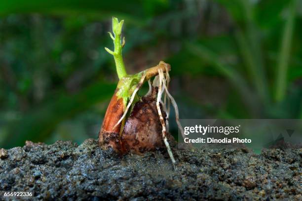 sprouting seeds, trivandrum, kerala, india, asia - germinating stock pictures, royalty-free photos & images