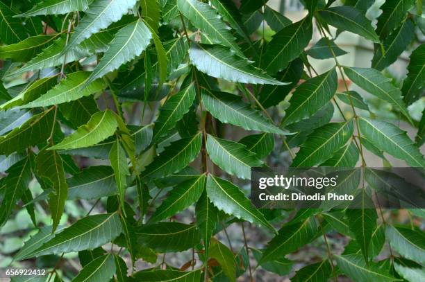 neem leaves, trivandrum, kerala, india, asia - ayurveda kerala stock pictures, royalty-free photos & images