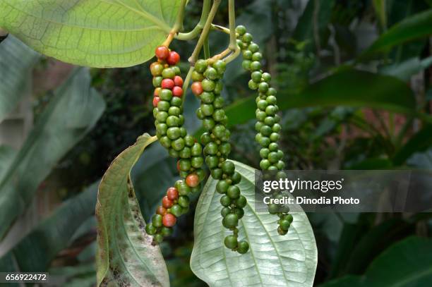 black pepper plant, trivandrum, kerala, india, asia - grano di pepe nero foto e immagini stock