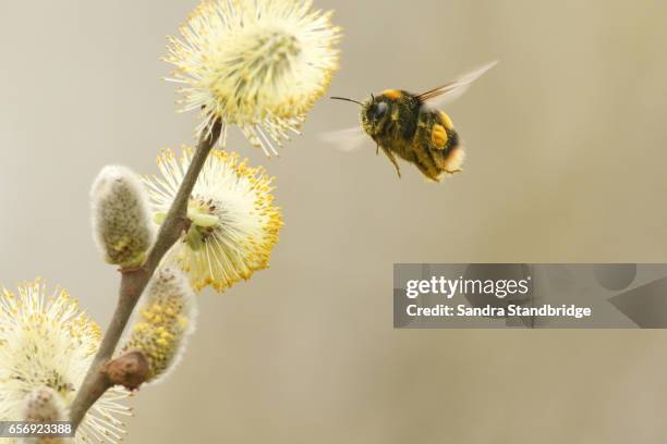 a bumblebee (bombus) flying to a flowering willow catkins . - bumblebee fotografías e imágenes de stock