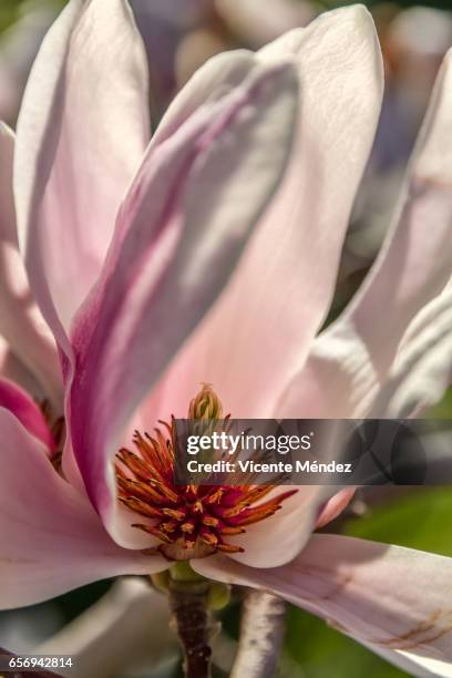 magnolia flower - florecer stock-fotos und bilder