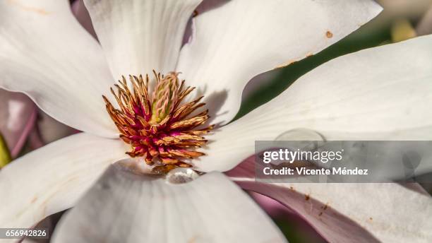 magnolia flower - estambre stock pictures, royalty-free photos & images