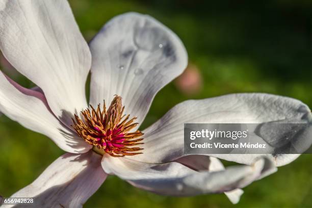 magnolia flower - florecer stock-fotos und bilder