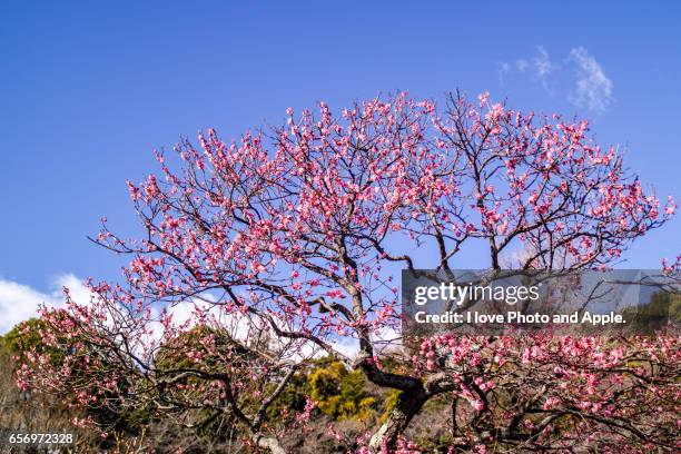 plum blossoms in blue sky - 梅の花 stock-fotos und bilder