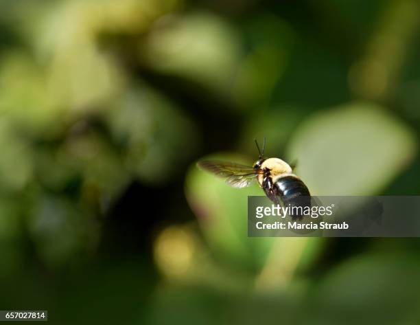 bumblebee in flight - bee flying stock pictures, royalty-free photos & images