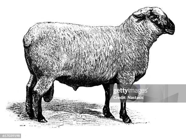 shropshire sheep - sheep cut out stock illustrations