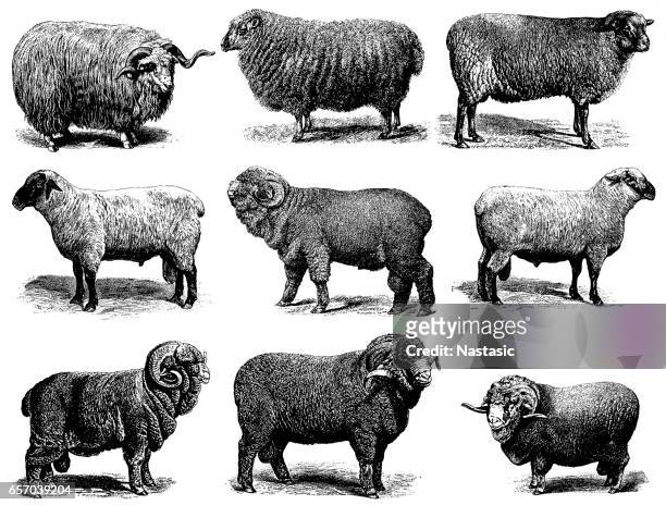 stockillustraties, clipart, cartoons en iconen met schapenrassen - ram