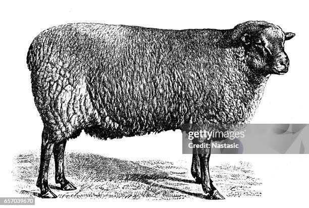 southdown sheep - south downs stock illustrations