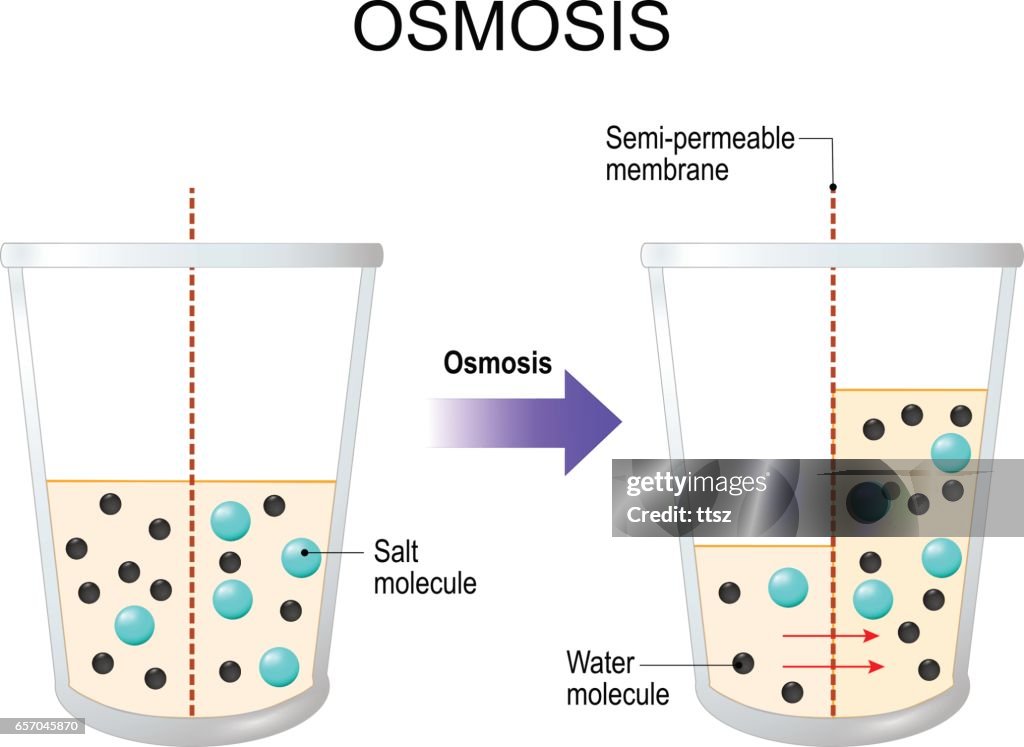 Osmosis Water Passing Through A Semipermeable Membrane High-Res Vector ...