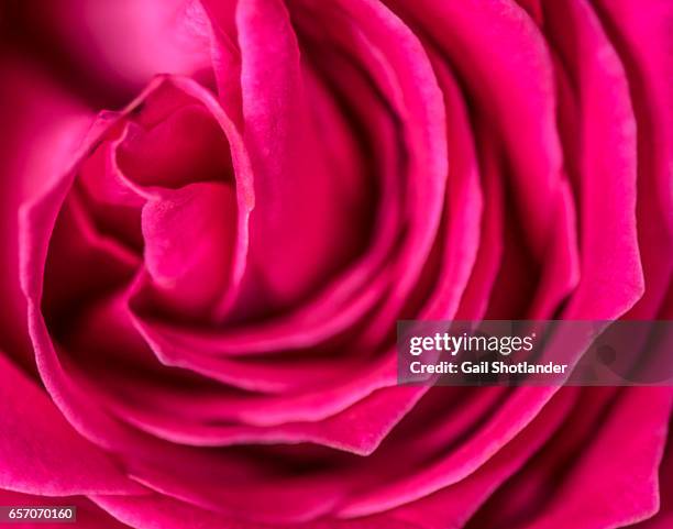 rose macro - grace gail stock pictures, royalty-free photos & images