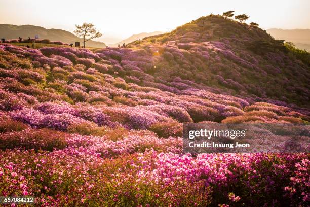 fields of royal azaleas on hwangmaesan mountain - bloemenveld stockfoto's en -beelden