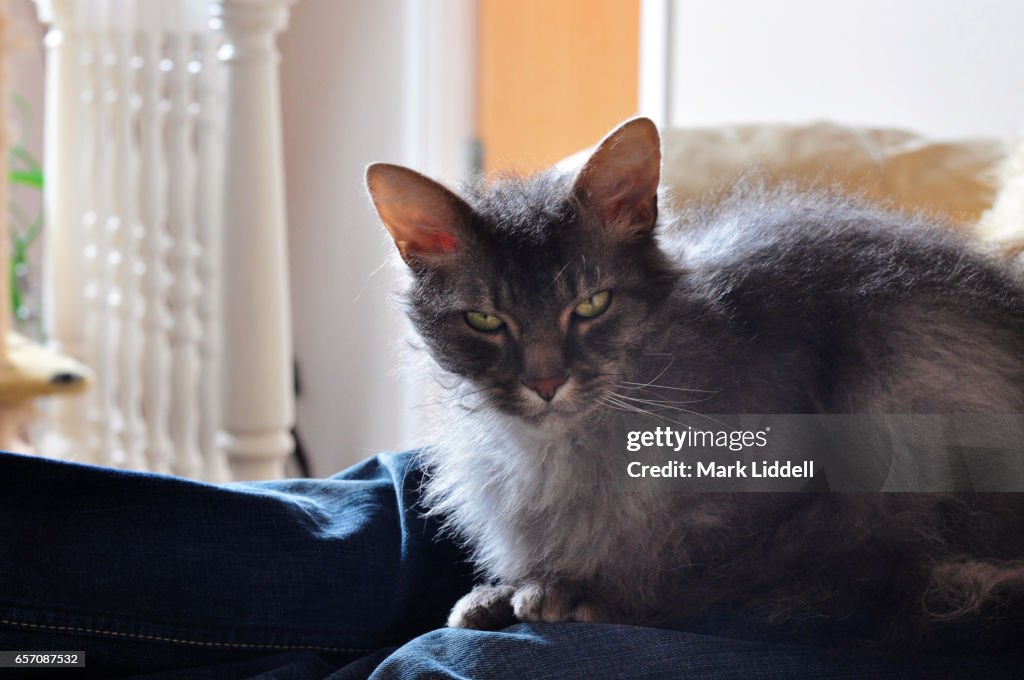 Grey cat on lap looking at camera