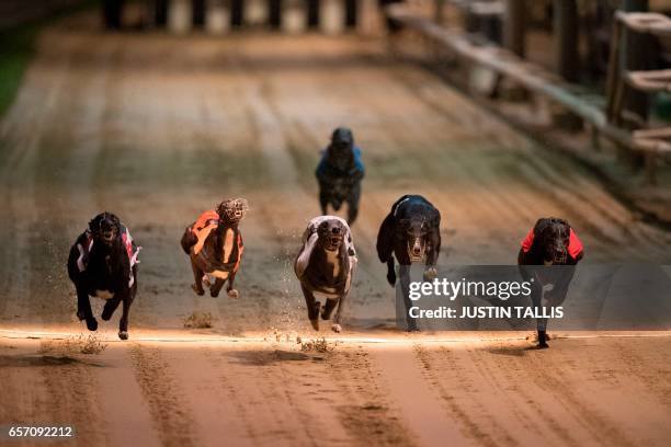 Greyhounds compete on the track during an evening of greyhound racing at Wimbledon Stadium in south London on March 18, 2017. March 25 will see the...