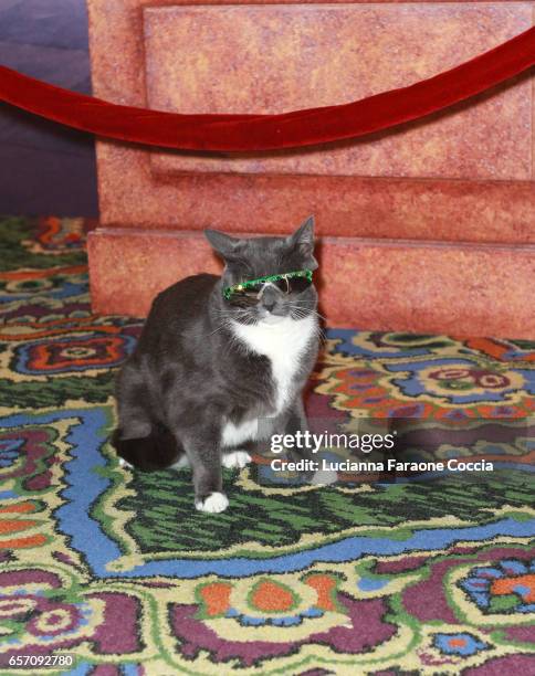 Sunglass Cat attends Red Walk special screening of Disney's "Beauty And The Beast" at El Capitan Theatre on March 23, 2017 in Los Angeles, California.