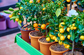 Orange tree-Stock image