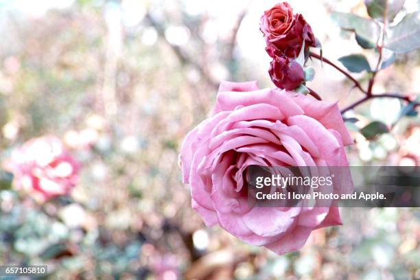 winter roses - バラ - fotografias e filmes do acervo