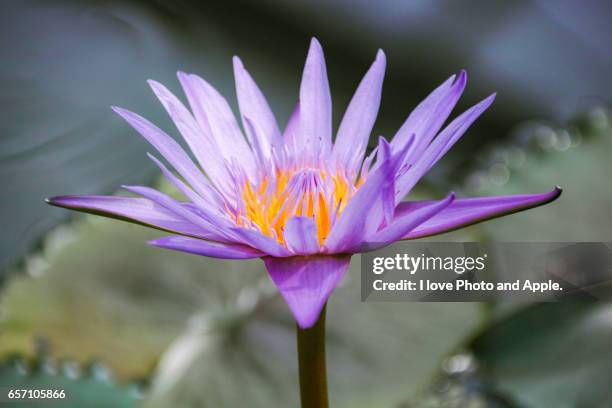 purple water lily - グリーンハウス photos et images de collection