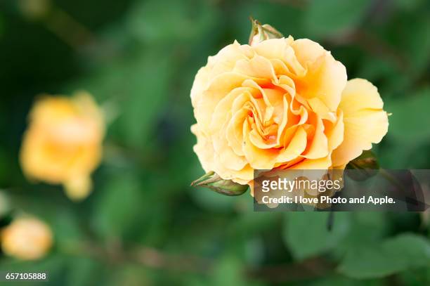 spring roses - バラ - fotografias e filmes do acervo
