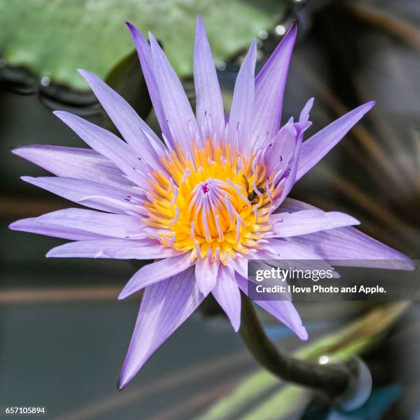 purple water lily - スクエア fotografías e imágenes de stock