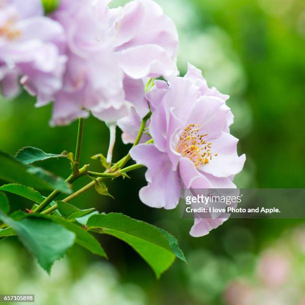 spring roses - スクエア fotografías e imágenes de stock