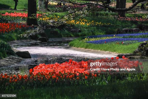 tulip flowers - 木漏れ日 imagens e fotografias de stock