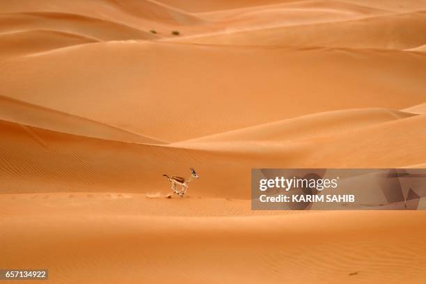 94 Arabian Oryx Sanctuary Stock Photos, HighRes Pictures, and Images