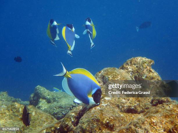 powder blue surgeonfish - powder blue tang stockfoto's en -beelden