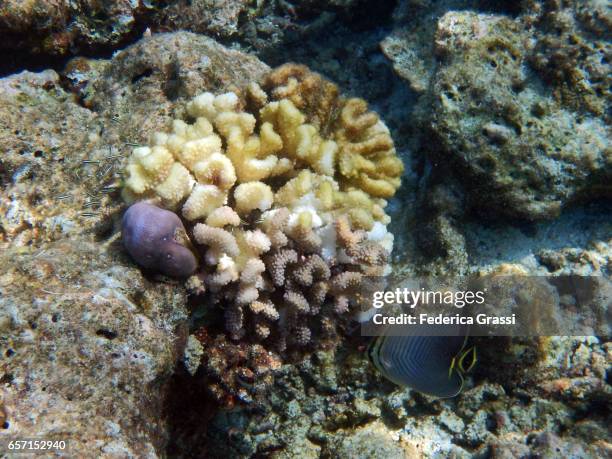 Triangle Shell Fish Triangulum Butterfly Fish Photos and Premium High Res Pictures - Getty ...