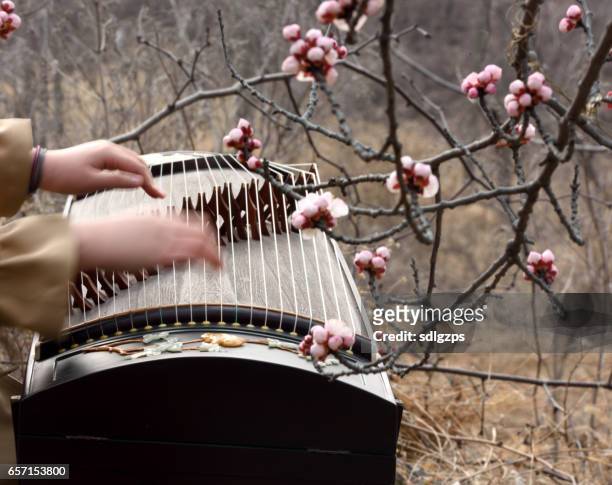 play chinese zither in flowers - zither stock pictures, royalty-free photos & images