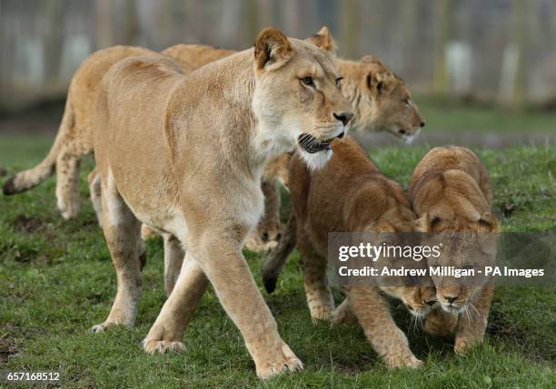 Lioness mum Karis celebrates her first Mother's Day anniversary with her 9-month-old cubs Murray, Reid, Thistle and Isla at Blair Drummond Safari...