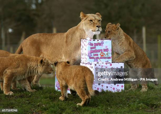 Lioness mum Karis celebrates her first Mother's Day anniversary with her 9-month-old cubs Murray, Reid, Thistle and Isla at Blair Drummond Safari...