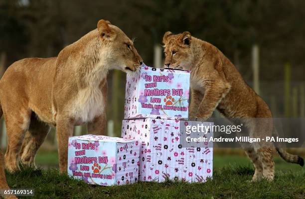 Lioness mum Karis celebrates her first Mother's Day anniversary with her 9-month-old cubs Murray, Reid, Thistle and Isla at Blair Drummond Safari...