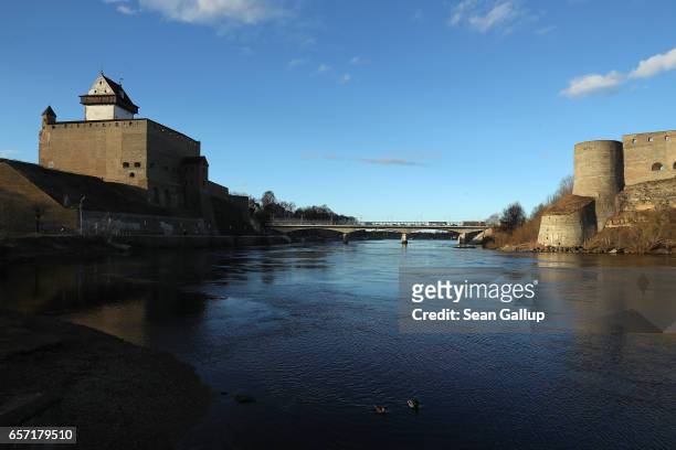 Ducks swim on the Narva River below Hermann Castle and opposite Ivangorod Fortress, which is on the Russian side the Narva River, on March 23, 2017...