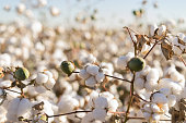 Cotton crop in full bloom